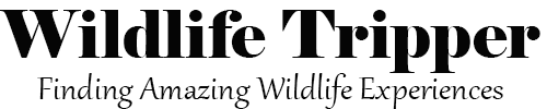 Wildlife Tripper - Finding Amazing Wildlife Experiences – Wildlife Tourism Blog