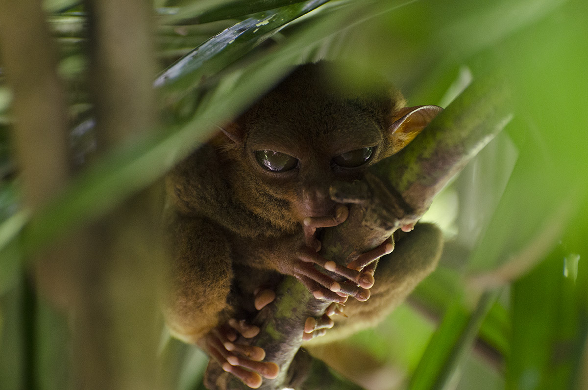 Get Your FREE Wildlife Experiences Bucketlist eBook