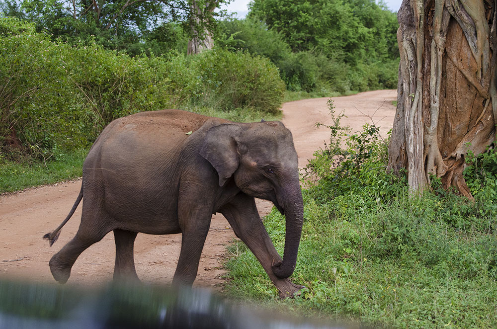 baby elephant crossing path in "what to pack for sri lanka" article