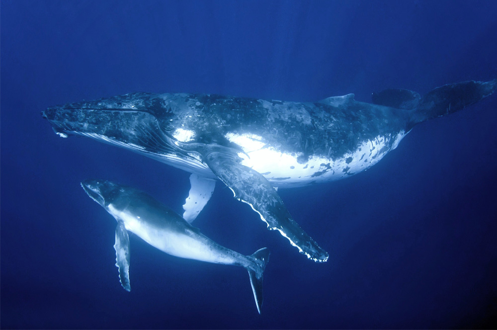 23 BIG Fish You Must Dive With In Your Lifetime